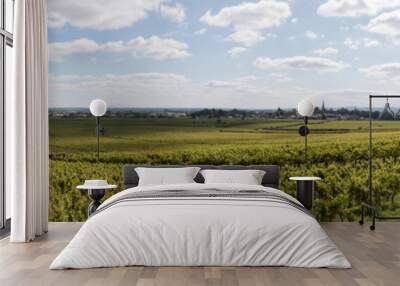 panoramic view of grapevines during the harvest in Burgundy Wall mural