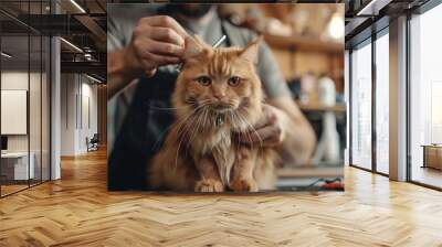 Professional groomer gives haircut to cat in hairdressing salon with professional equipment grooming Wall mural