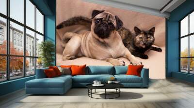 Funny pug and cute turtle color cat lying together on sofa Wall mural