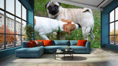 Jack russel terrier and pug dog sniffing each other outside Wall mural