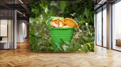 Metal green bucket of fresh chanterelle mushrooms, green grass on background Wall mural