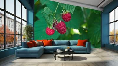 Raspberries. Growing Organic Berries Closeup. Ripe Raspberry In The Garden Wall mural