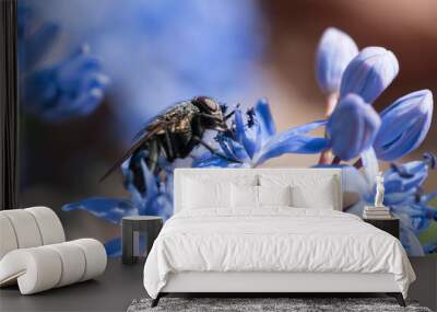 A fly sitting on a blue flower surrounded by sunlight. Beautiful spring wallpaper in pastel shades Wall mural