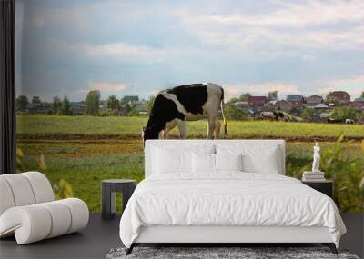 A cow grazing in a green meadow Wall mural