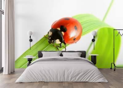 ladybug go to you Wall mural