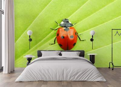 ladybug on leaf Wall mural