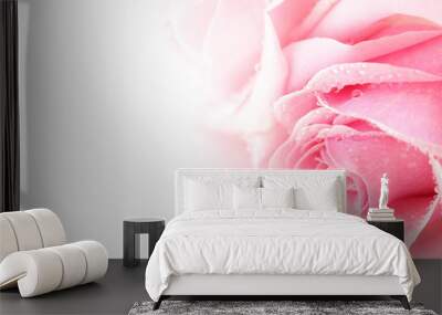 pink rose Wall mural