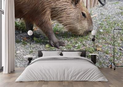 animal element of capybara design for farm concept Wall mural