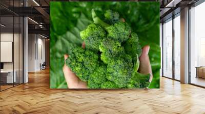 broccoli in hands, organic fresh and healthy food, green background, brocolli Wall mural