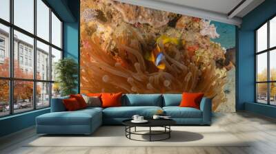 Clown-fish anemonefish in the Red Sea Colorful and beautiful, Eilat Israel
 Wall mural