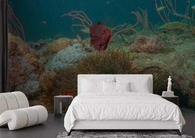 Coral reef and water plants at the Sea of the Philippines
 Wall mural