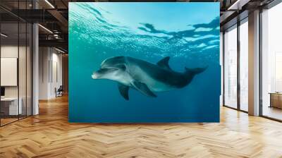 Dolphin swimming with divers in the Red Sea, Eilat Israel Wall mural