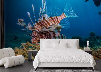 Lion fish in the Red Sea colorful fish, Eilat Israel Wall mural