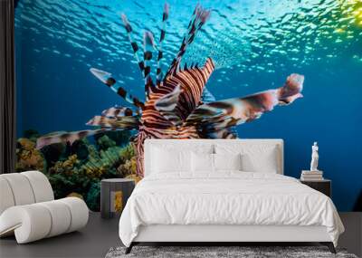 Lion fish in the Red Sea colorful fish, Eilat Israel Wall mural