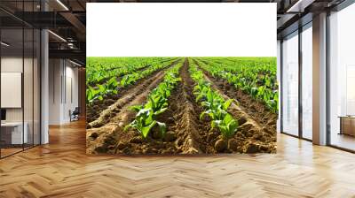 Picturesque agricultural field, panoramic view, cut out Wall mural