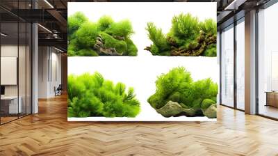 Set of green aquatic moss coral reefs, cut out Wall mural