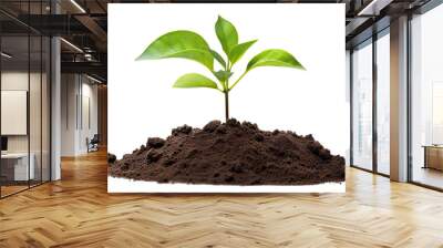 Young green plant growing out of black soil, cut out Wall mural