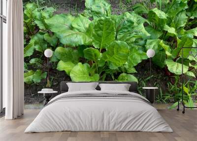 Beetroot plants with green leaves growing in soil in a vegetable garden Wall mural