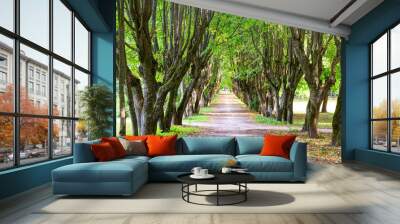 Walking alley between green trees. Wall mural