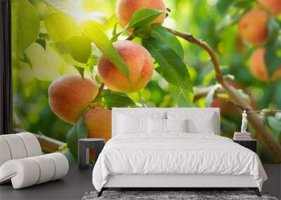 Ripe peaches on a tree in a fruit garden. Wall mural