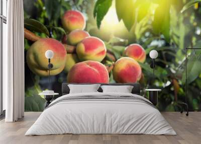 Ripe peaches on the branches of the tree in the rays of the rising sun. Wall mural