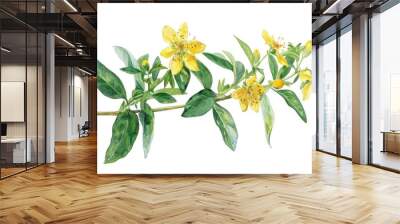 Botanical Illustration of Hypericum Perforatum Plant with Vibrant Watercolor Blooms and Leaves on White Background Wall mural