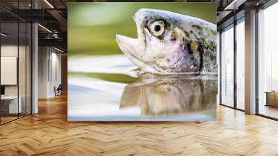 Fishing. Rainbow trout fish jumping. The rainbow trout in the lake. Trouts in the green water of a mountain lake. Rainbow trouts close-up in water Wall mural