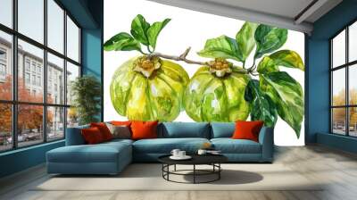 Hand Drawn Watercolor Illustration of Fresh Garcinia Cambogia Atroviridis Fruit, a Superfood Antioxidant Wall mural