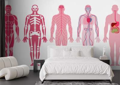 Human body anatomy. A set of: muscular, skeletal (skeleton, bones), nervous, circulatory (cardiovascular), digestive systems of a person. Vector illustration. Wall mural