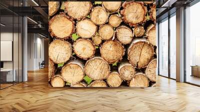 Round teak woods trees circle stumps cutted group. Deforestation. Tree stumps background. Pieces of teak wood stump background. Round teak wood stump Wall mural