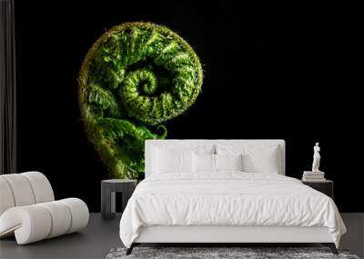 Macro spiral green branch of a fern on a black background. Golden ratio in nature. Wall mural