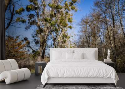 Autumn asphalt path in the forest with old trees with mistletoe. Wall mural