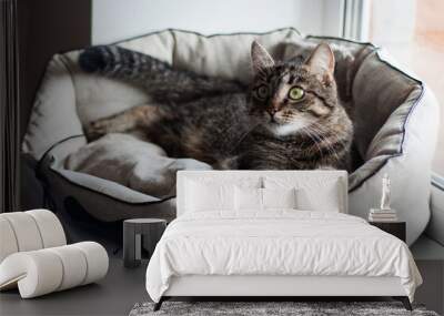 Domestic European cat lies on a pillow and folded its paws cute Wall mural