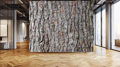 pine bark texture Wall mural