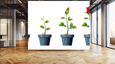 Beautiful red rose flower growth and development stages illustration. Life cycle of rose flower Wall mural