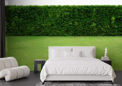 Long tree hedge and green grass lawn. The upper part isolated on white background. Wall mural