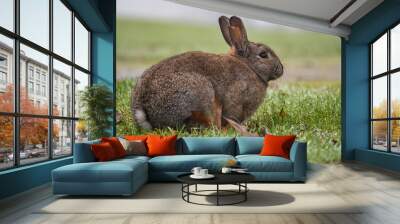 a brown rabbit resting on the grass in a foggy morning Wall mural