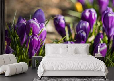 bunch of purple crocus flowers blooming on green grass field under the sun in the park with blurry background Wall mural