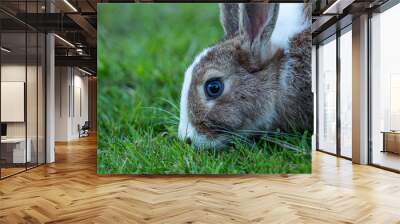 close up head shot of a beautiful brown rabbit with blue eyes and white stripe of fur on the forehead eating on green grass field Wall mural