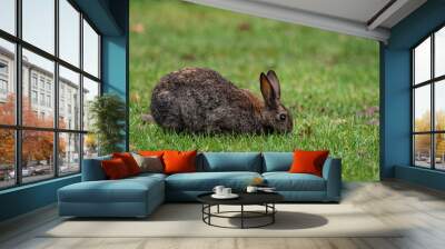 close up of one chubby brown rabbit eating on the grass field in the park Wall mural