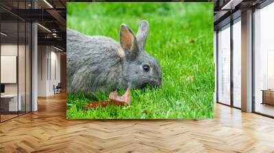 close up of one chubby grey rabbit eating on the green grass field Wall mural