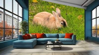 close up of one cute brown rabbit with one patch of black fur on its forehead eating on grassy ground in the park Wall mural