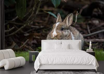 cute bunny with mix of white and brown colour resting under the bush Wall mural