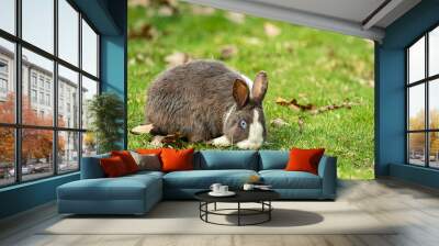 cute chubby grey rabbit with white stripe eating on green grass field while staring at you Wall mural