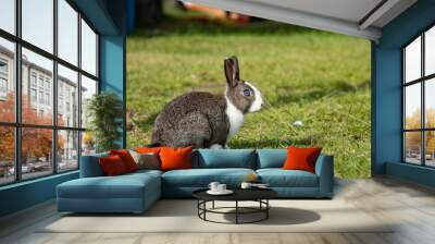 one adorable grey rabbit with white fur on the chest and forehead and beautiful blue eyes resting on green grass field under the sun Wall mural