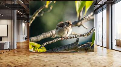 one young sparrow bird resting on thin branches on the tree under the sun shaking its feather Wall mural