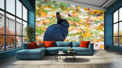 portrait of one cute black rabbit sitting on orange fall leaves filled green grass field in the park under the shade Wall mural