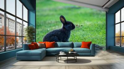 side portrait of one cute black bunny sitting on green grass field under the shade Wall mural