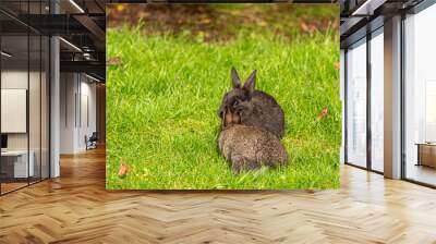 two cute brown bunnies eating grasses on the field under the sun Wall mural