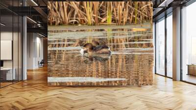 two cute little grebes swimming together  on a green algae-filled pond in the park. Wall mural